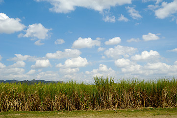 Image showing Sugar cane field from the Dominican Republic