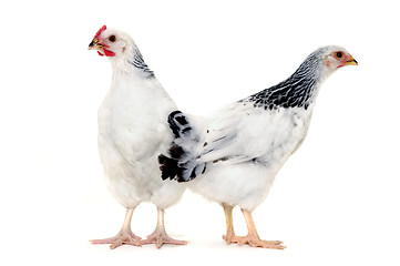 Image showing Chickens