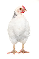 Image showing chicken isolated
