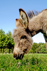 Image showing Donkey eating grass