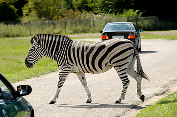 Image showing Zebra is crossing road among cars