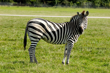 Image showing Zebra