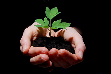 Image showing young plant with soil in hands