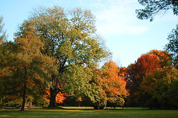 Image showing fall in the park with green trees under blue sky