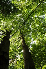 Image showing trees in the woods