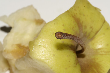 Image showing eaten