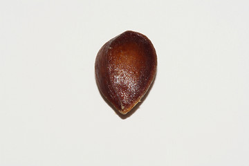 Image showing seed