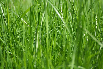 Image showing Green grass