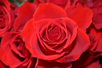 Image showing rose