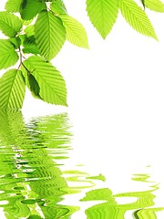 Image showing green leave and water