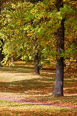 Image showing forest and garden with golden leaves at fall