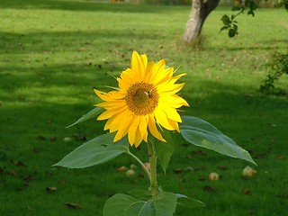 Image showing Sunflower