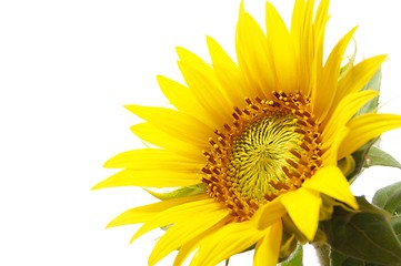 Image showing sunflower