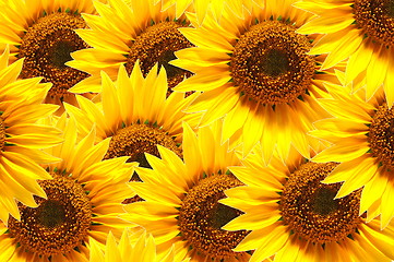 Image showing sunflower background