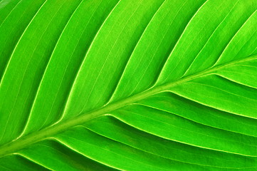 Image showing structure of a leaf