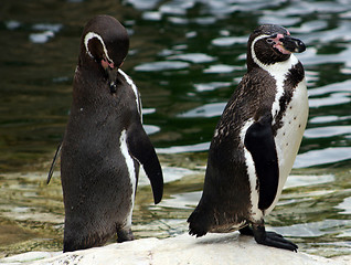 Image showing Humboldt penguins