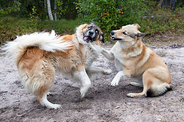 Image showing Dogs fighting 