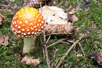 Image showing Amanita Mushroom