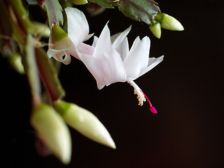 Image showing blooming christmas cactus