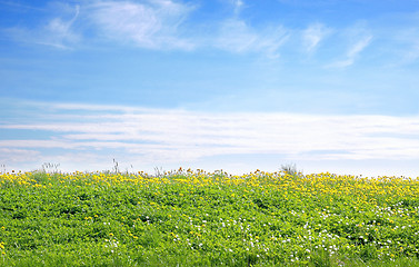 Image showing Field of dandelions