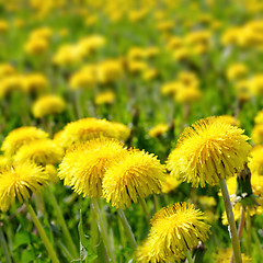 Image showing field of dandelions