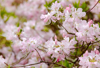 Image showing pink rhododendrons