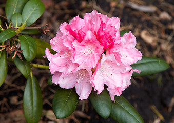 Image showing pink rhododendron