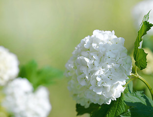 Image showing beautiful white blooming hydrangea