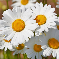 Image showing daisies in a field, macro