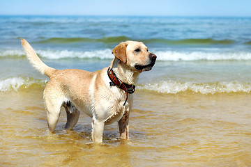 Image showing beautiful young labrador