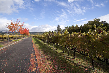 Image showing Grape Vines