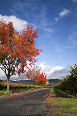 Image showing Autumn Vineyard