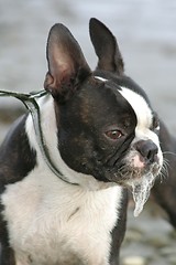 Image showing Boston terrier