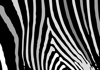 Image showing easy zebra texture