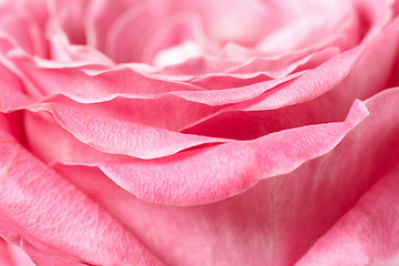 Image showing pink rose closeup