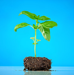 Image showing basil plant