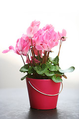 Image showing pink cyclamen