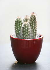 Image showing cactus