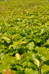 Image showing Thickets of bright green shrubby foliage