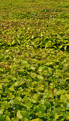 Image showing Thickets of bright green shrubby foliage