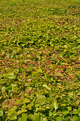 Image showing Thickets of bright green shrubby foliage