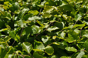 Image showing foliage