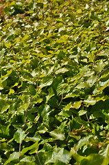 Image showing Thickets of bright green shrubby foliage