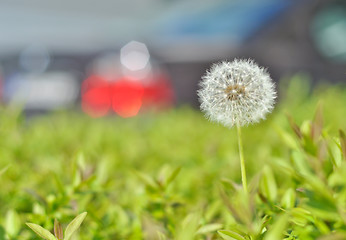 Image showing dandelion 