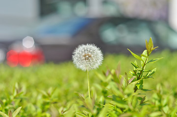 Image showing dandelion 