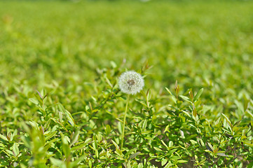 Image showing dandelion 