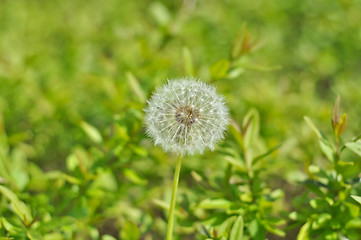 Image showing dandelion 