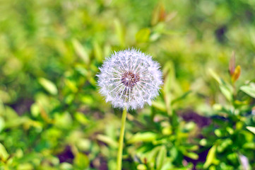 Image showing dandelion 