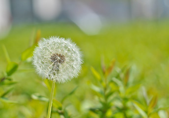 Image showing dandelion 