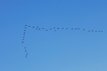 Image showing Waterbirds in the sky